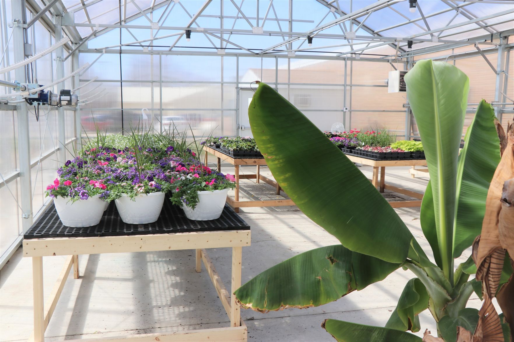 Greenhouse banana plant